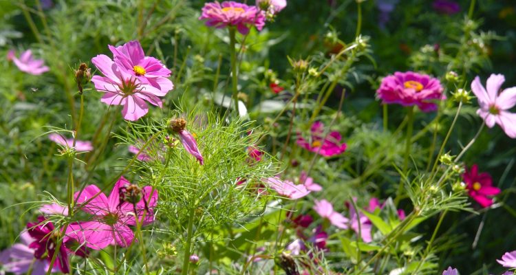 Decorative photo of bright purple cosmos flowers.